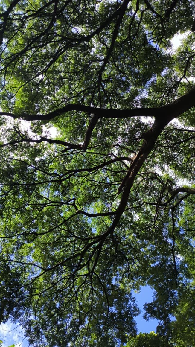 Tree canopy