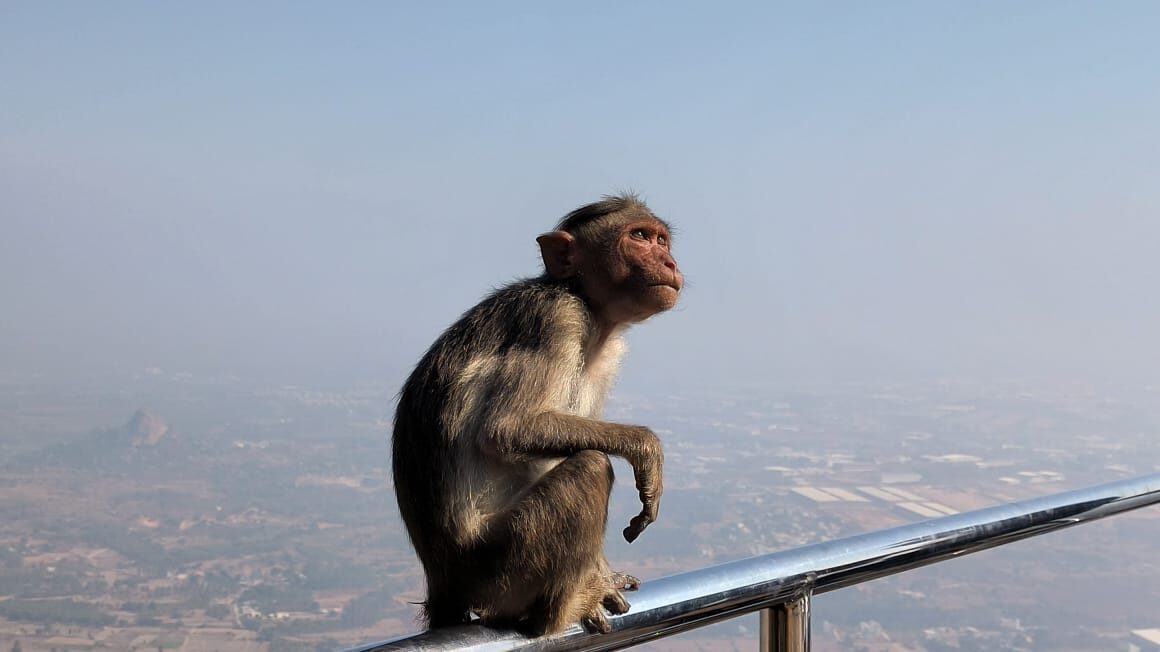 Monkey on a railing
