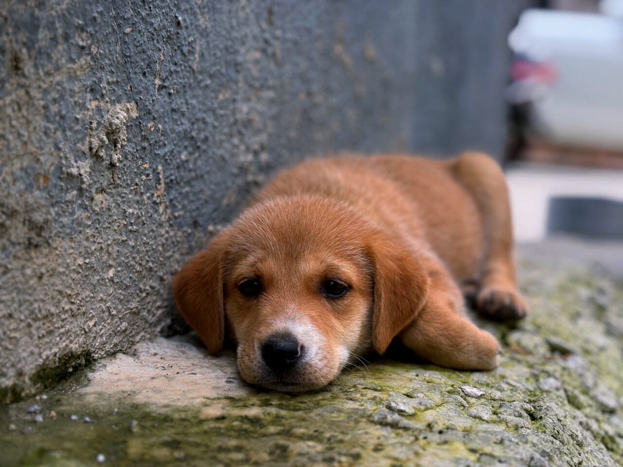 Puppy